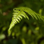 socialmedia-formedia